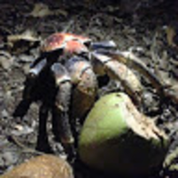 Meet your Posher, Sue-ellen - Picture 1 of 1